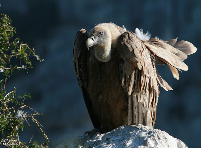 Quelle est la faune dans les gorges du Verdon